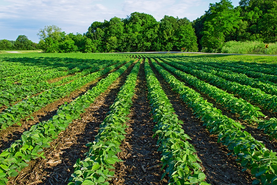Productores de la Irrigación S.P.R de R.I. - agroquimico