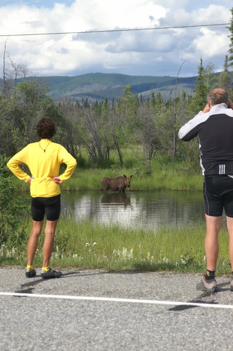 Large Moose