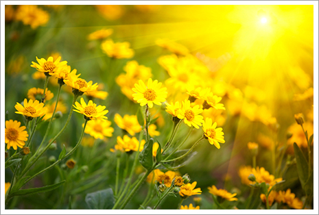Yellow flowers and sunlight|||| Yellow flowers and sunlight||||