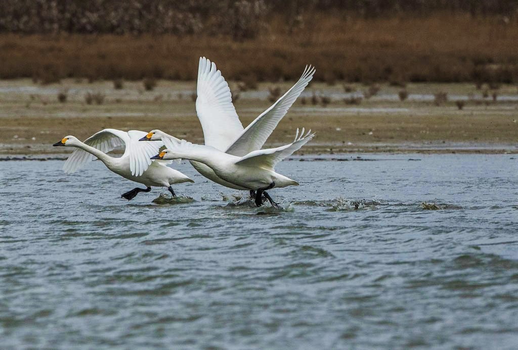 Bewick's Swans