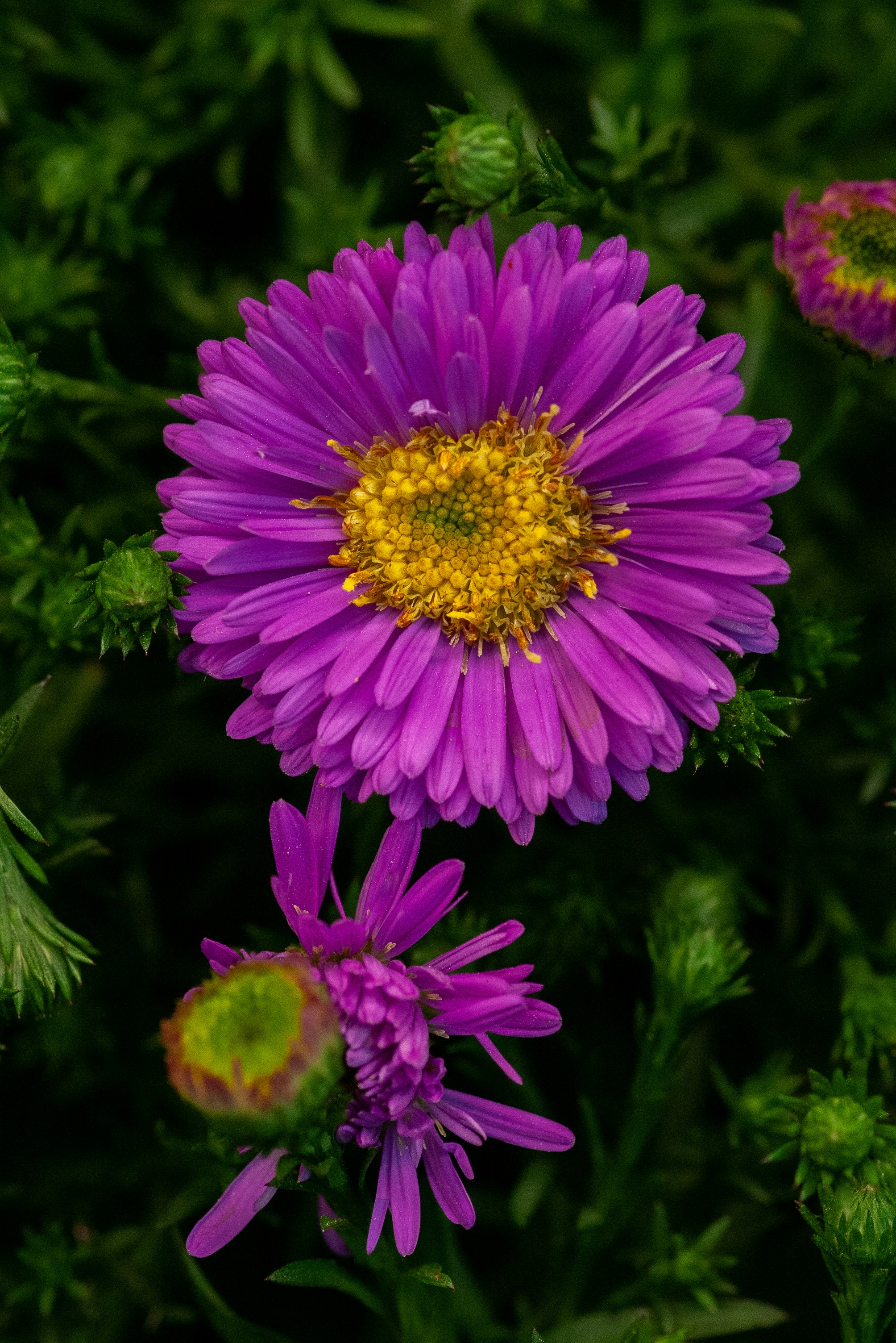 Flor de aster morada con centro amarillo en primer plano y hojas verdes de fondo