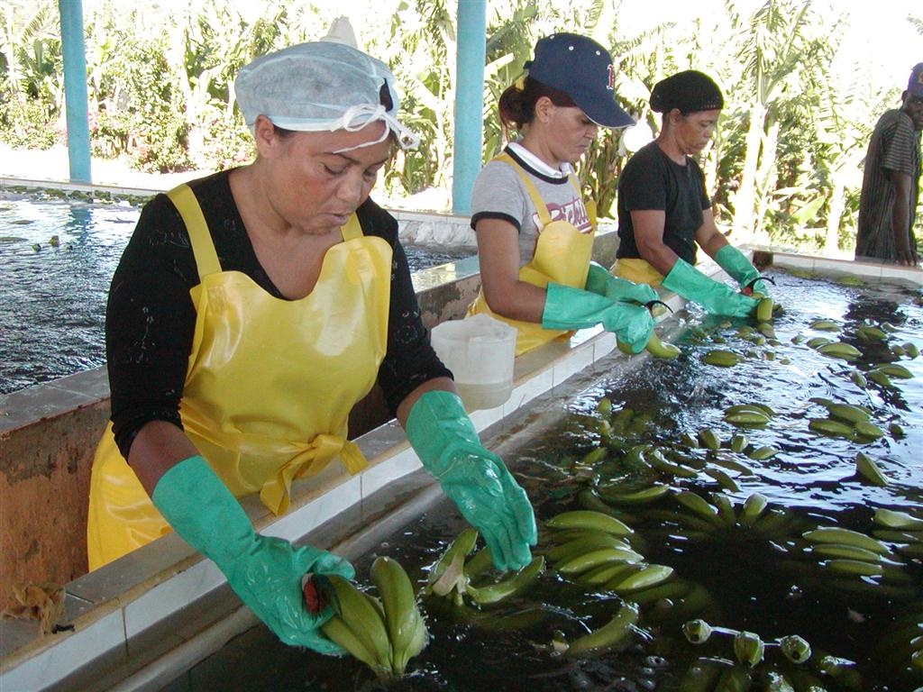 Proceso de la producción de Banano