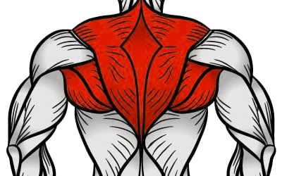 Upper Back Exercises
