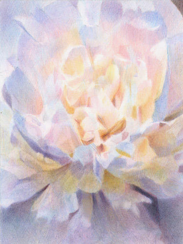 Peony (10" x 7.5", Coloured pencils on Arches HP)