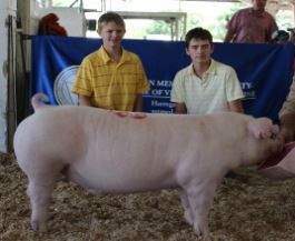 Will & Gill Derryberry: Champion Chester White
2015 Tennessee State Fair