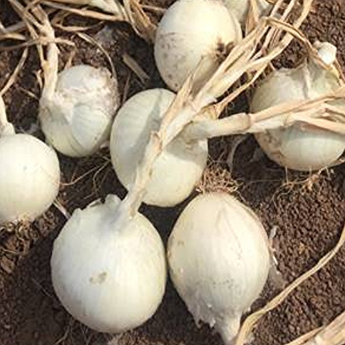Onion - White Phantom Onion - White Phantom