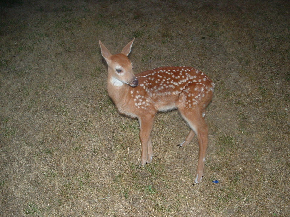 Bambi