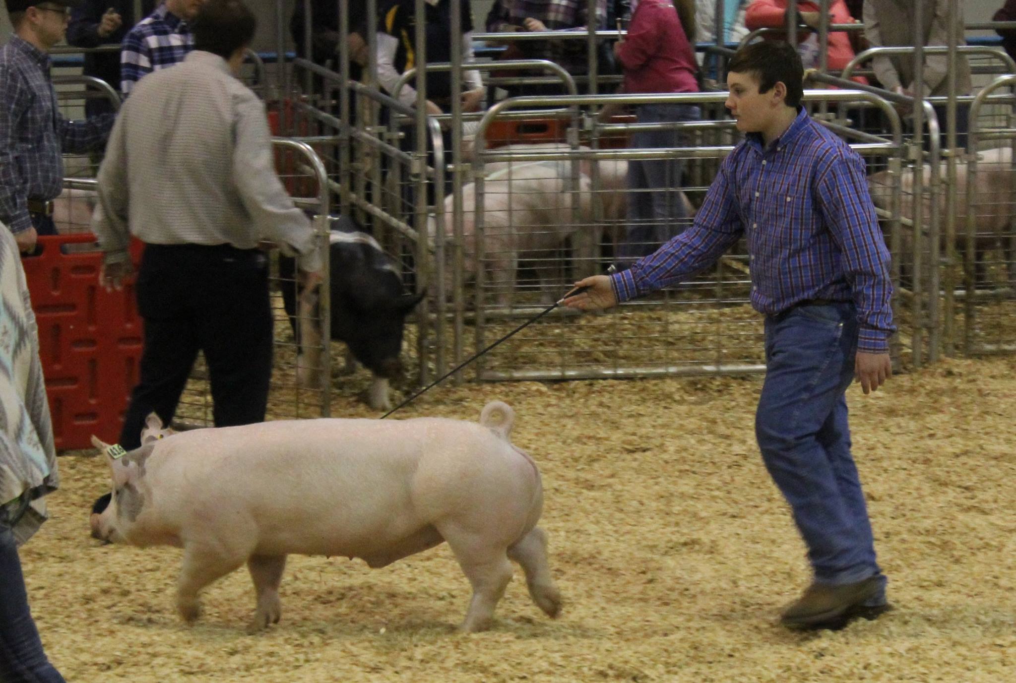 Will Prater
3rd in Class
2016 TN State Market Hog Show