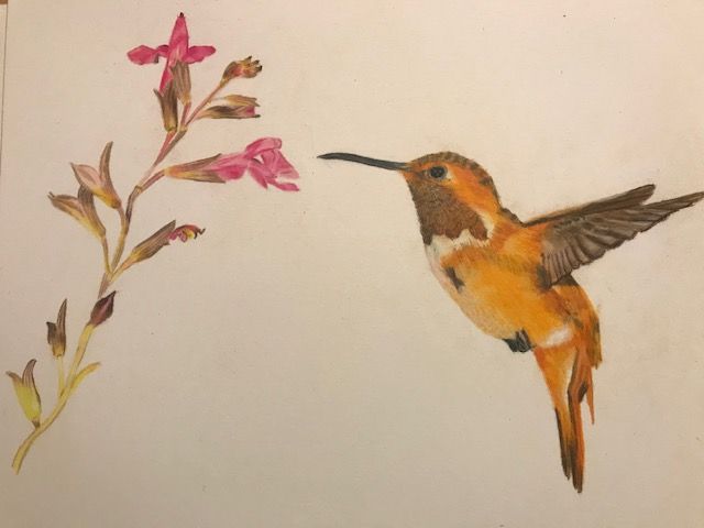 Hummingbird I