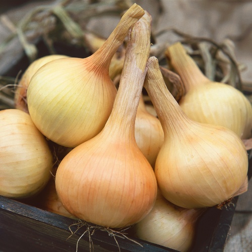 Onion Walla - Walla Onion Walla - Walla