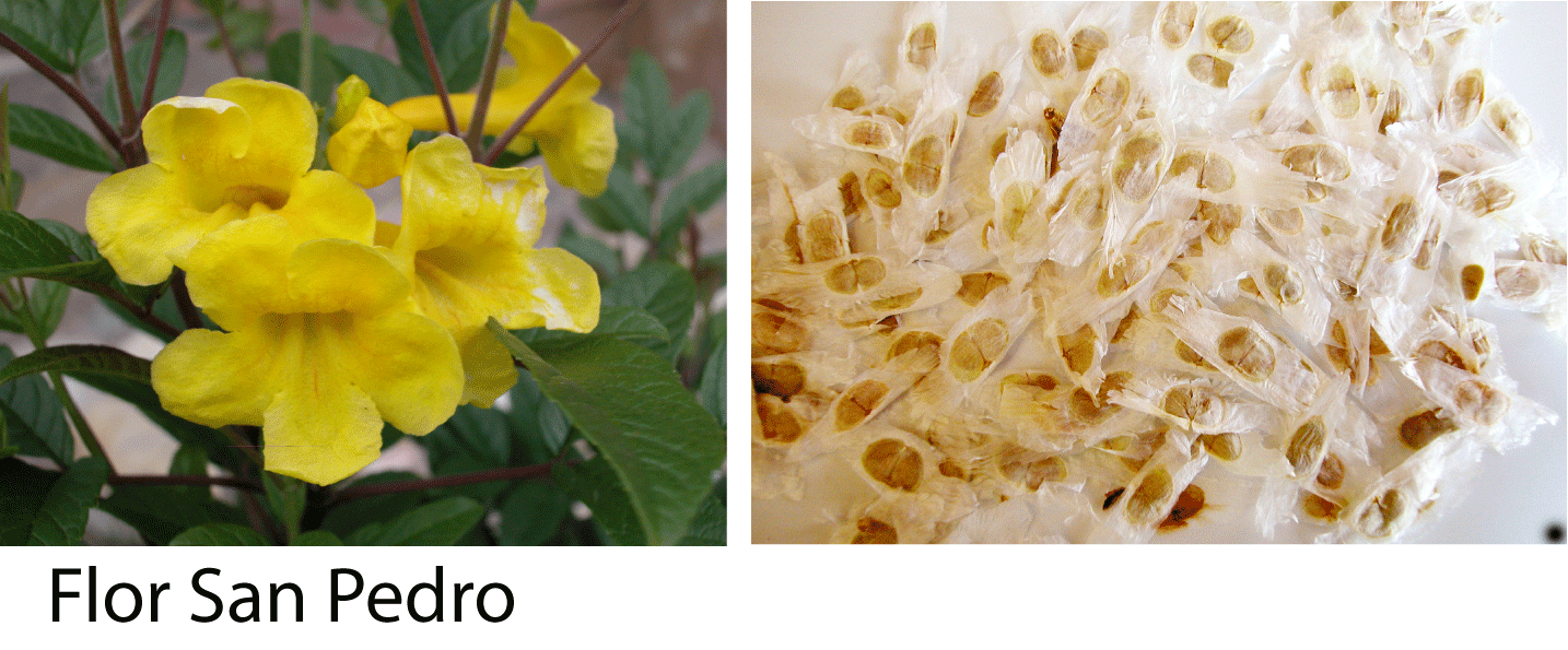 https://0201.nccdn.net/1_2/000/000/183/269/flor_san_pedro.gif