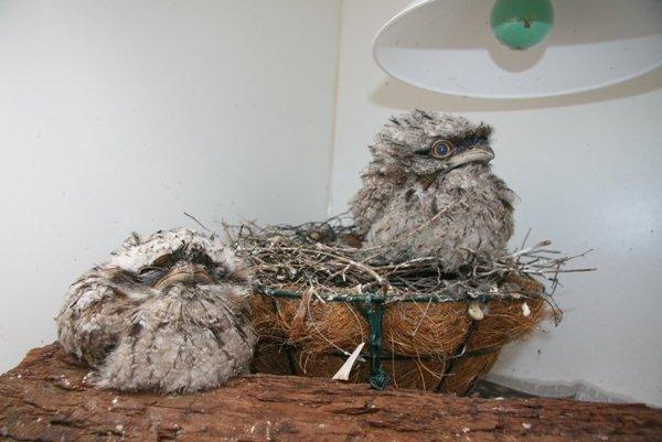 Tawny Frog Mouth Chicks being raised by us after the nest was blown out of a tree.