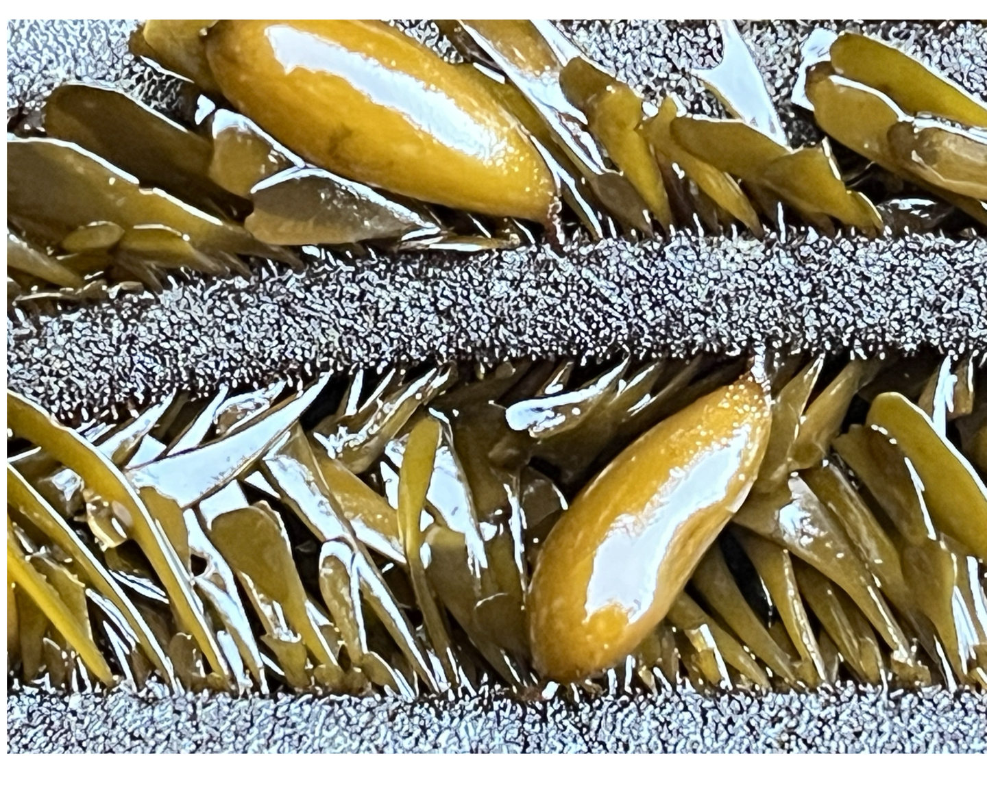 Feather Boa (Egregia Menzesii)