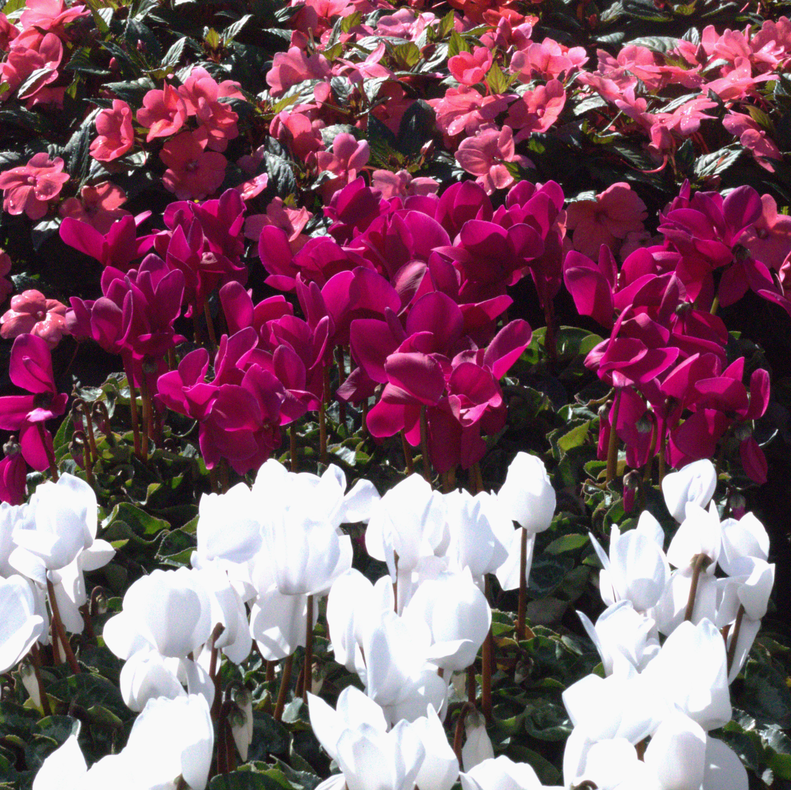 Cyclamen