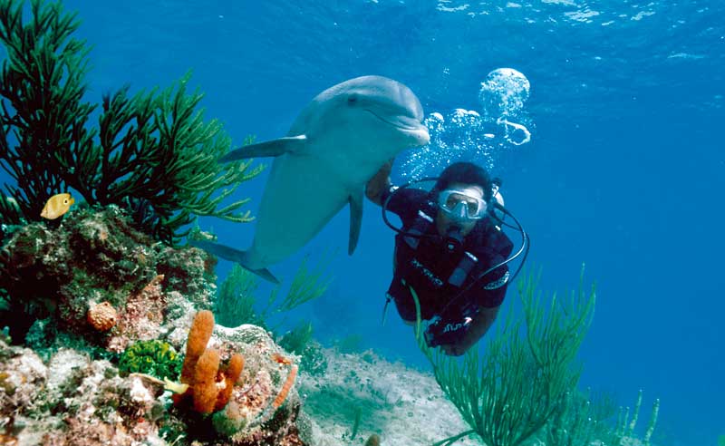 ENCUENTRA UN DELFIN ¡¡¡