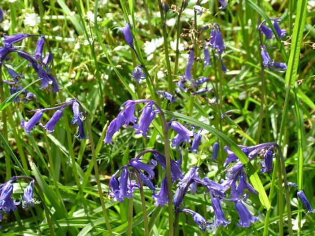 Bluebells