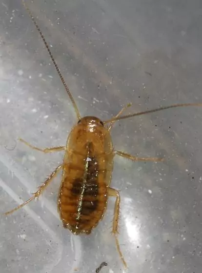 roach nymph