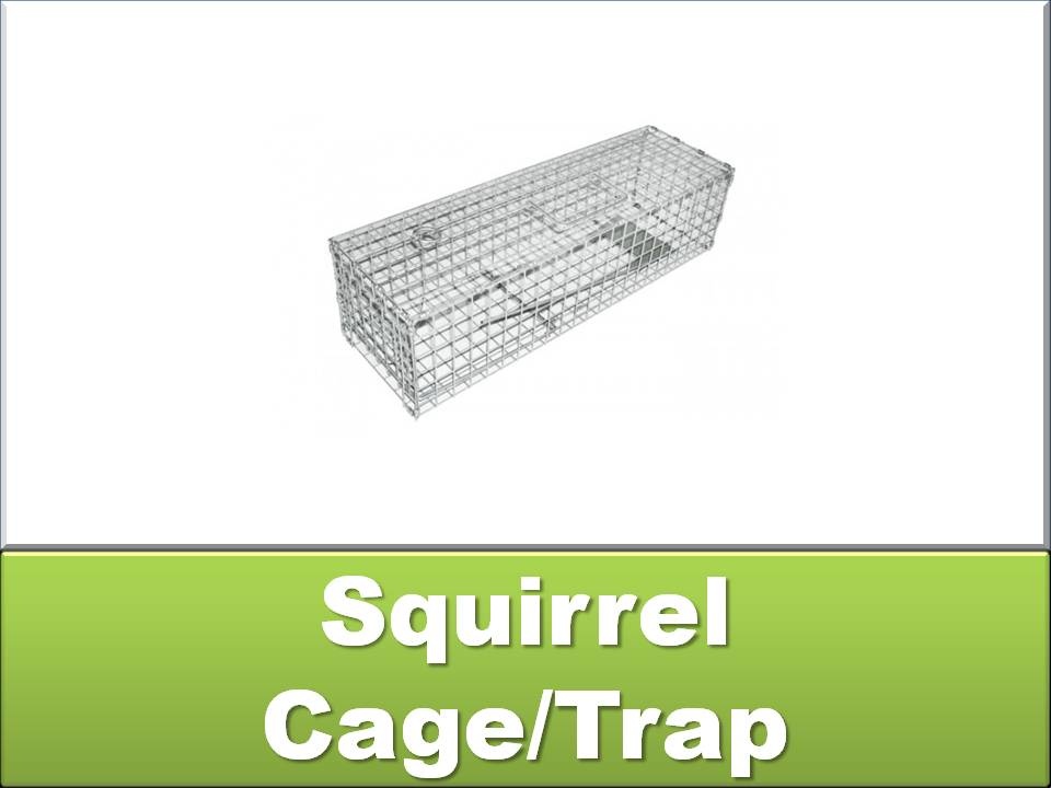 Squirrel Trap