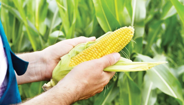 Elotes El Grande - Venta de Elote Desgranado