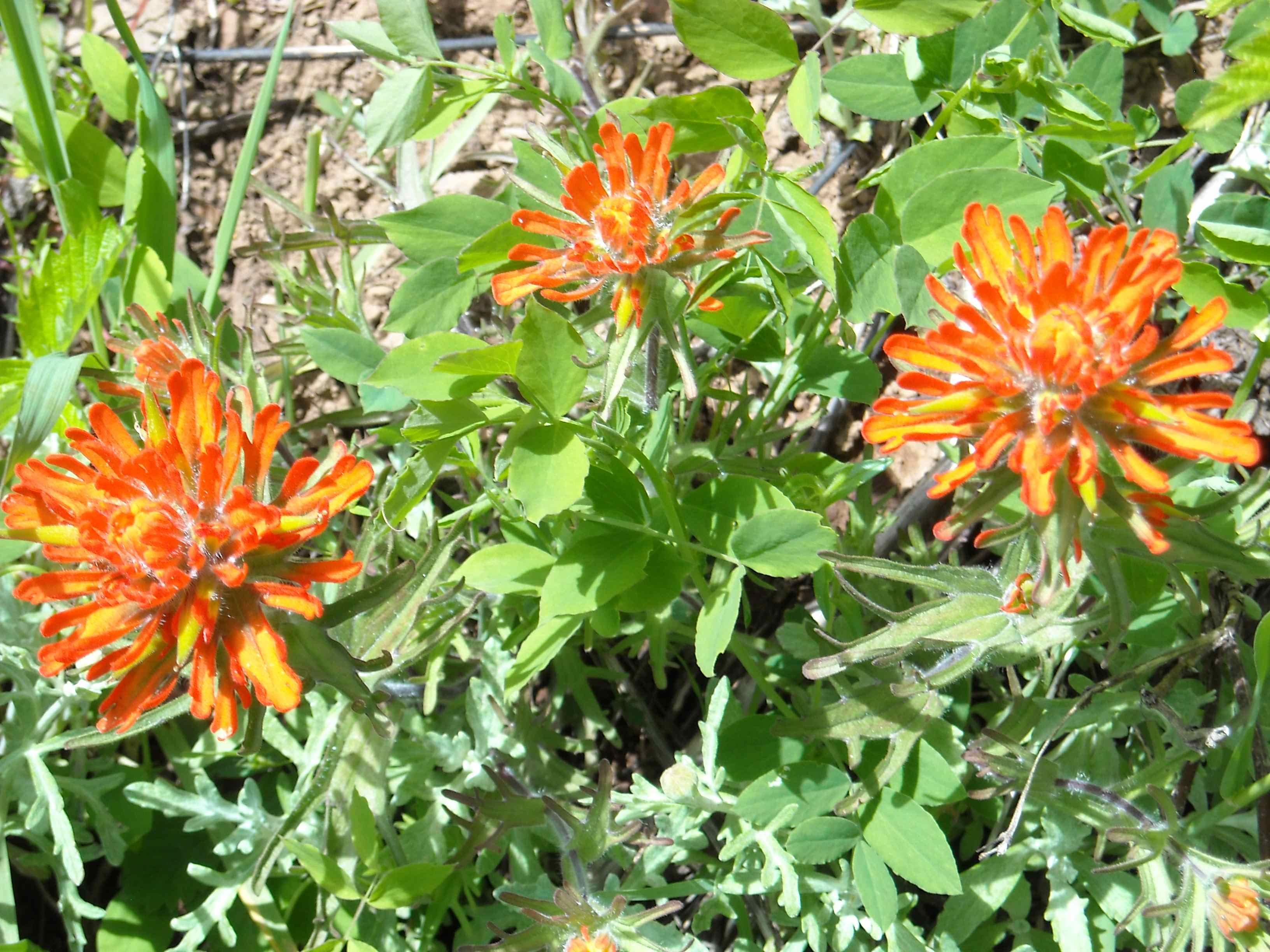 Indian Paintbrush (Castilleja spp.)