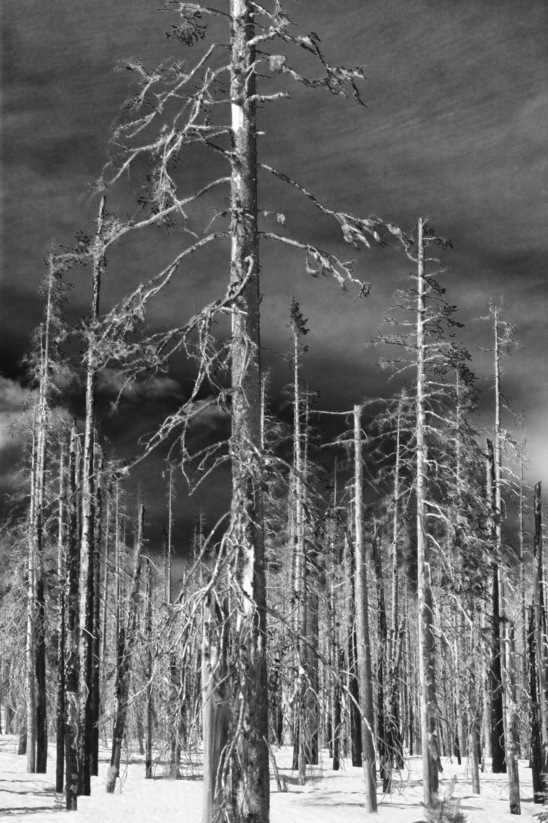 McKenzie Pass Winter