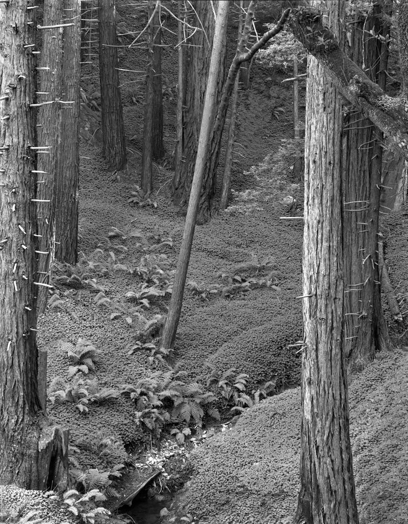 Big Sur Forest Glade
