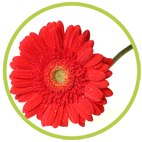 SPECIAL FLOWERS - Crisantemos