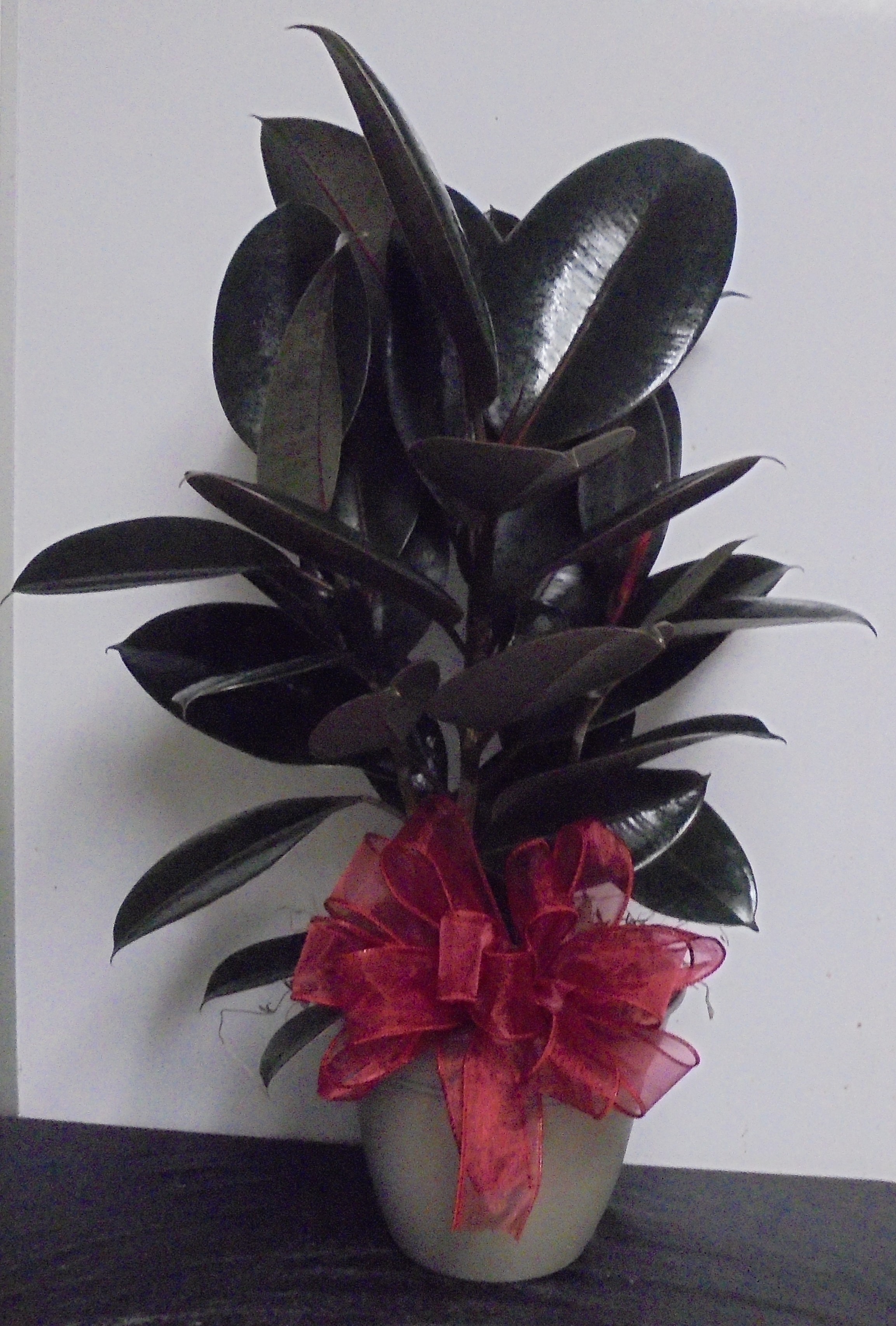 (SORRY OUT OF STOCK!!)
(4)  Rubber Plant
$35.00