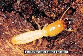 Subterranean Termite Soldier