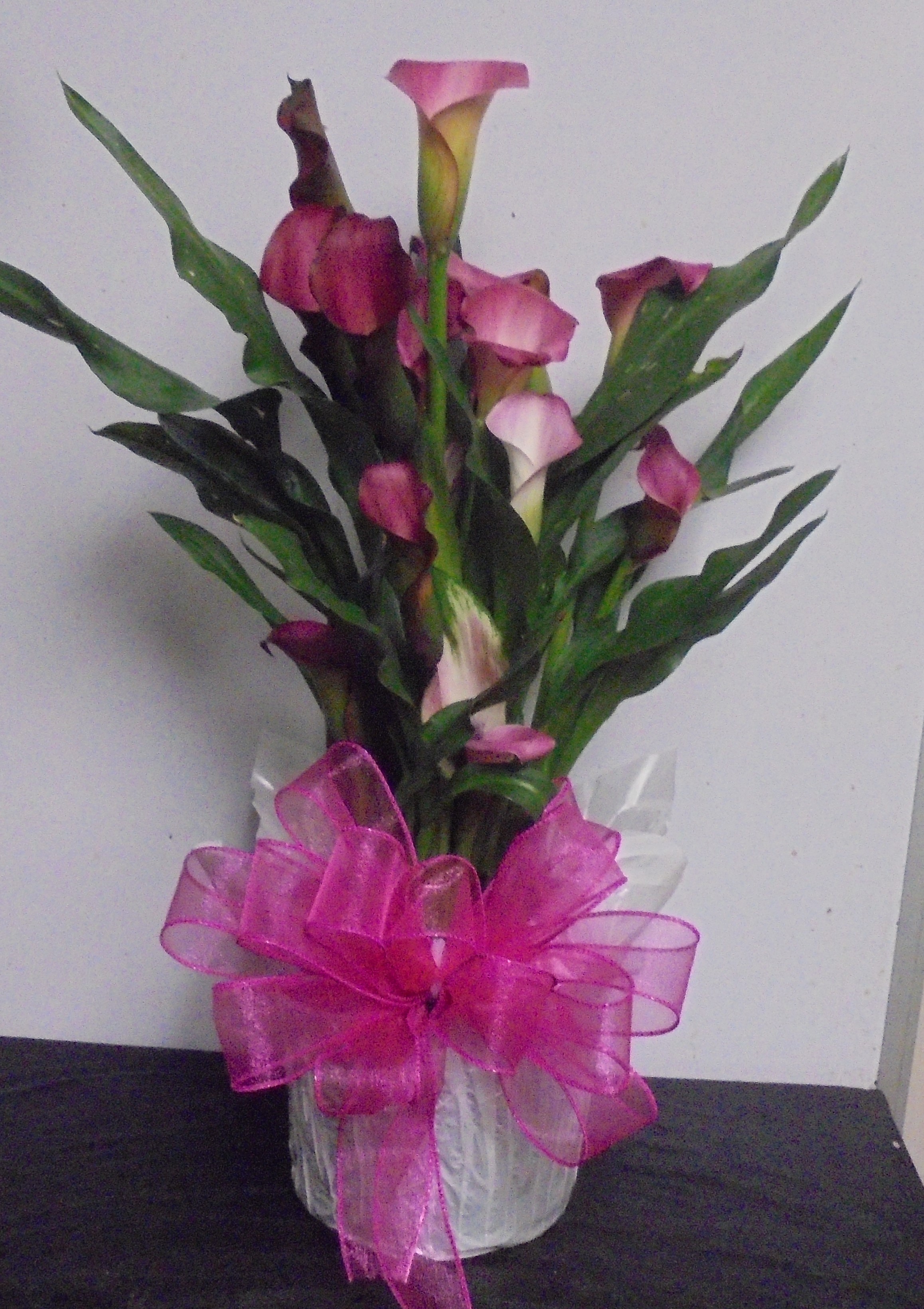 (31)  "Pink" Calla Lily Plant
$45.00