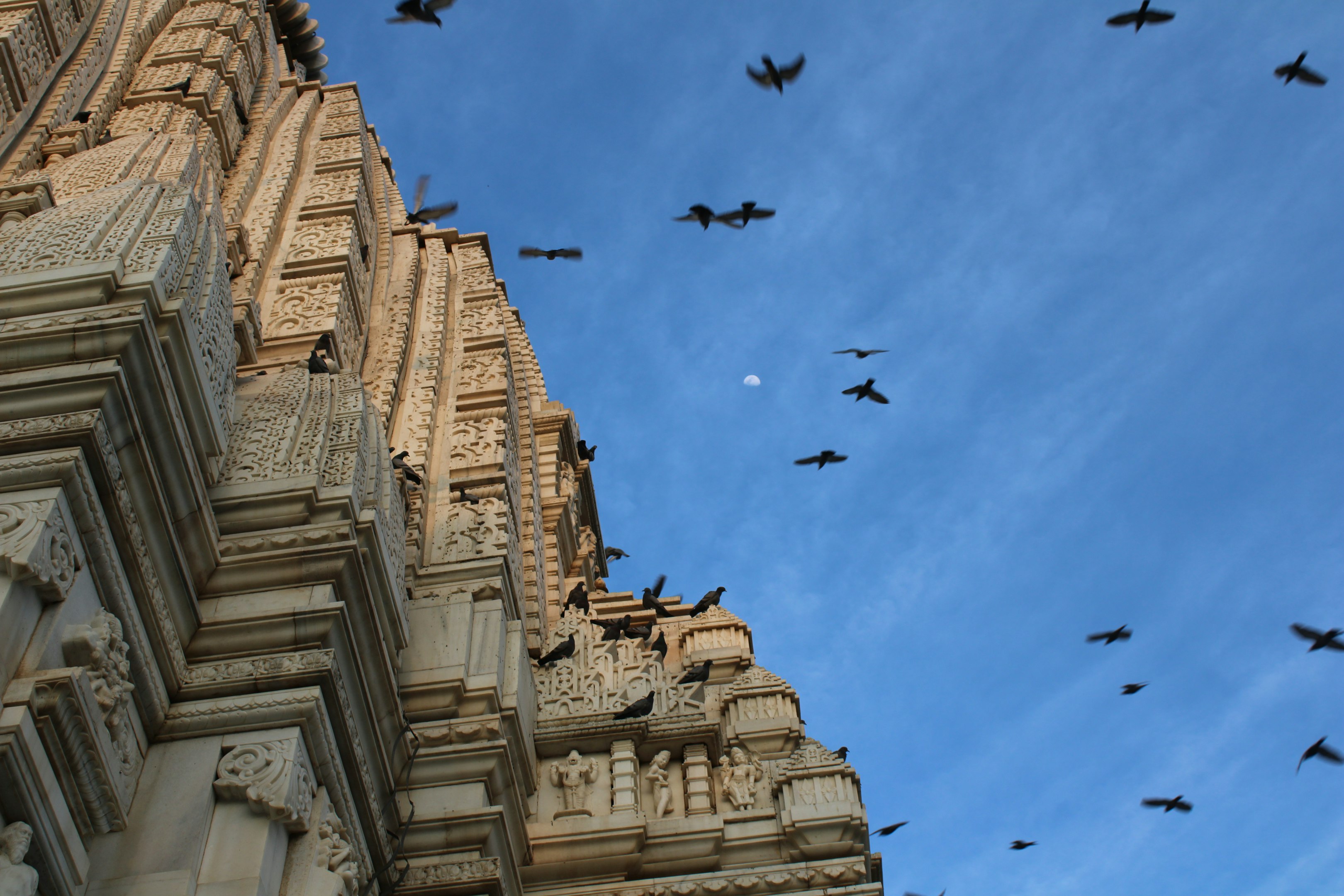 una bandada de pájaros volando sobre un edificio alto