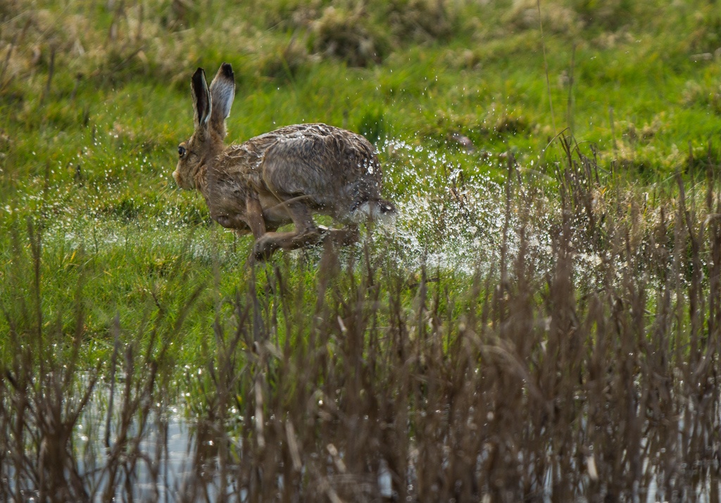 Hare departing the water.
