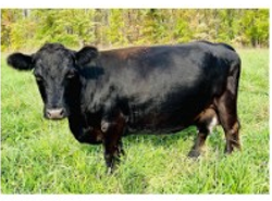 Daphne
$3500
Confirmed Bred
Daphne is a chondro positive traditionally horned Dexter cow. 
She was dehorned as a calf. 
She is halter broke and could potentially be milked. We have never milked her.
She is A1A2 and carries dun.
She always raises a very healthy calf.
She is bred to Cronus for a summer calf. 
Daphne and the calf's sire are registered with the ADCA, PDCA, and Legacy.
Daphne's DOB is April 9, 2015.
2 Men & A Hen
twomenandahen@yahoo.com
Ryan - (989) 621-3270