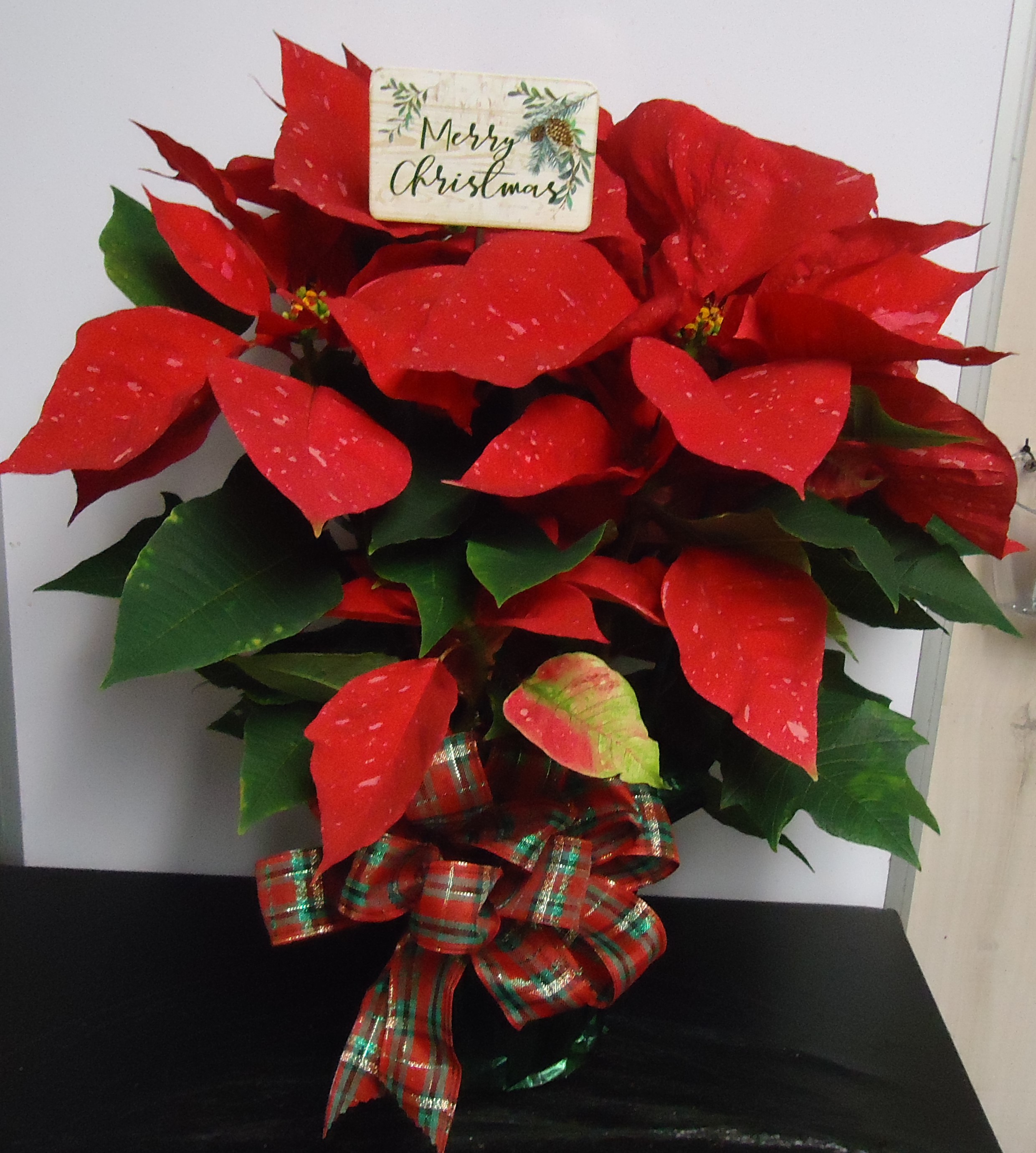 (4B) "Jingle Bell" Poinsettia
(Red & Pink) 
W/ Merry Christmas Pick
$40.00