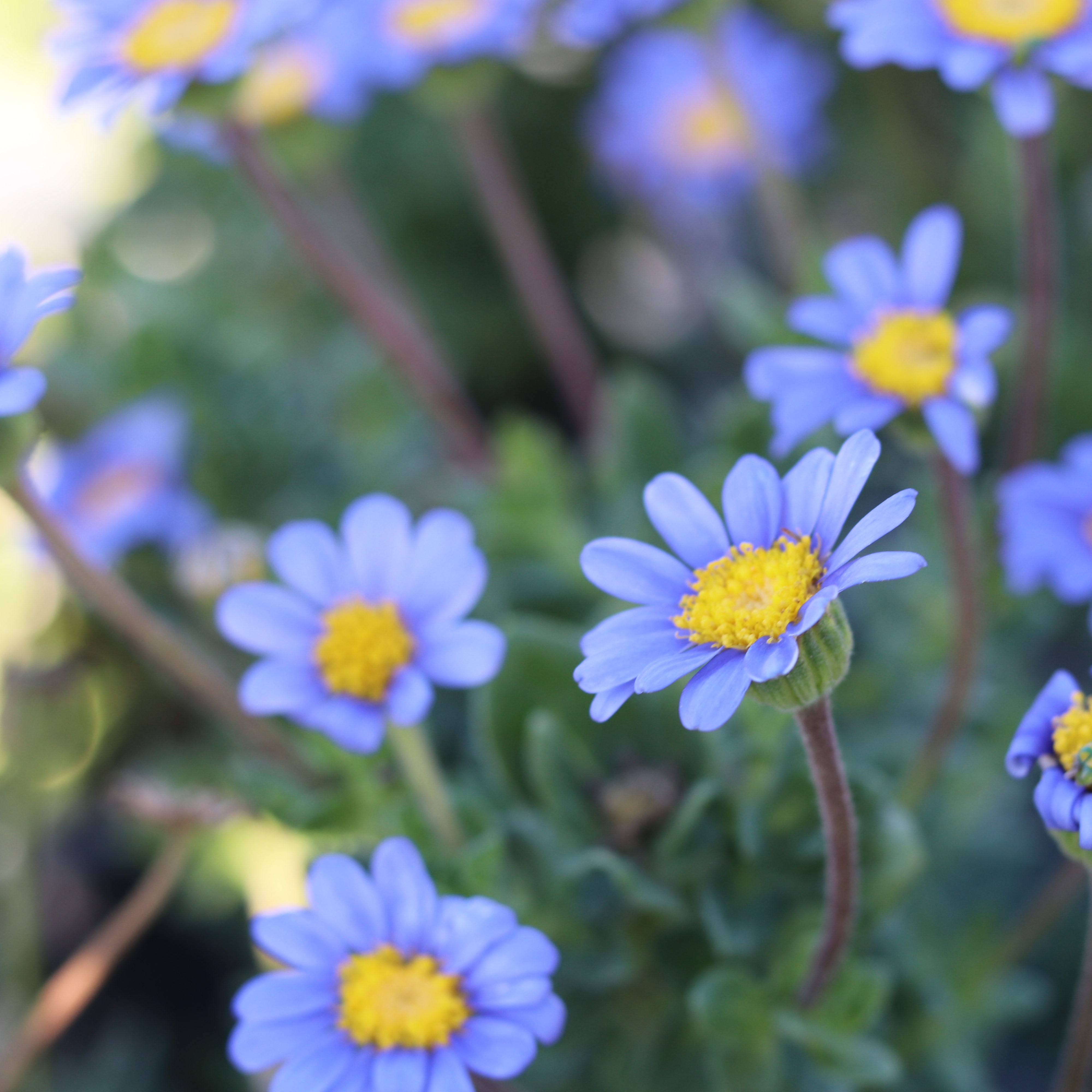 Blue daisy