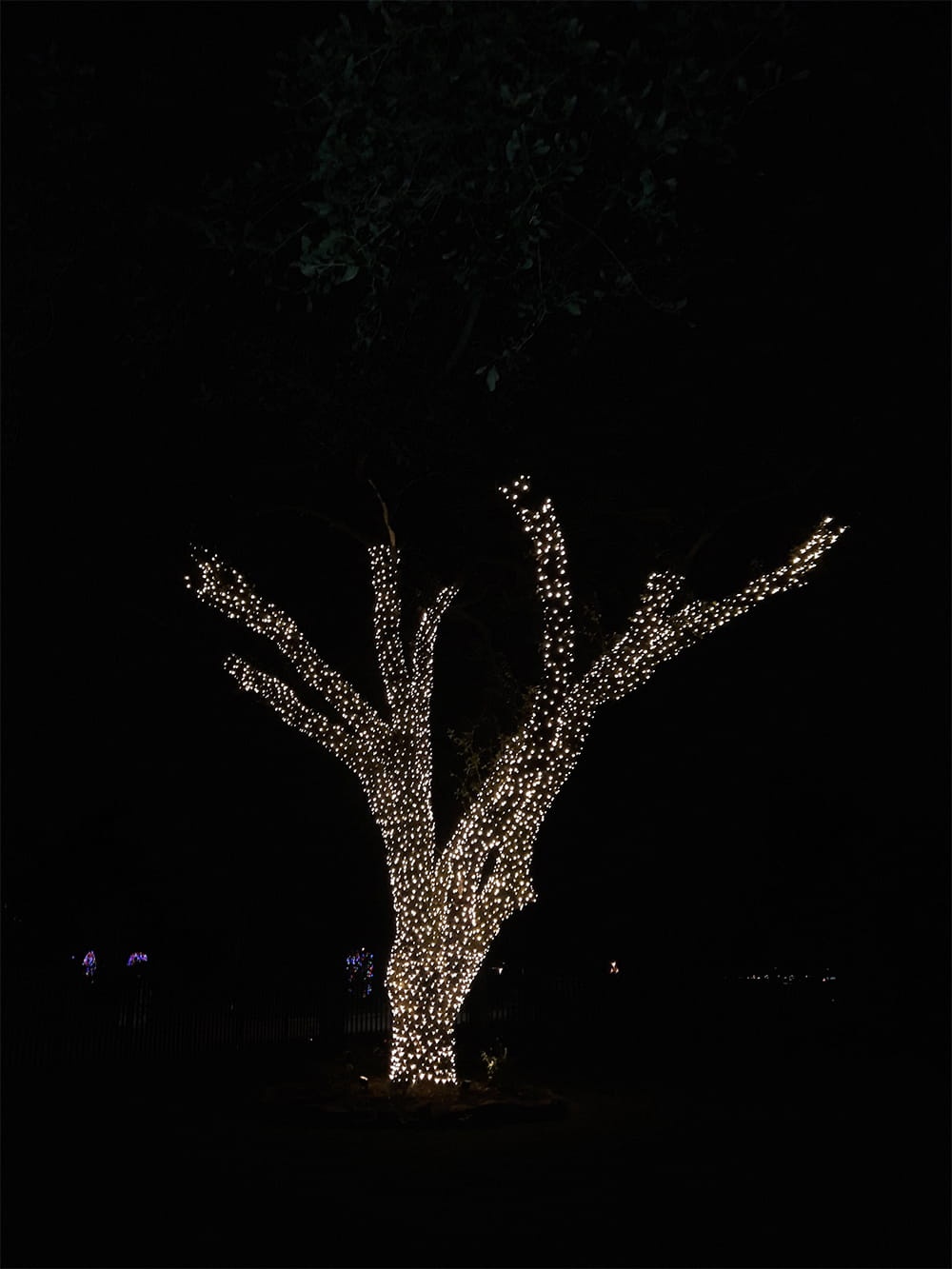 Christmas Lights 1