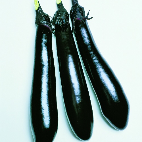 Eggplant Millionaire Eggplant Millionaire