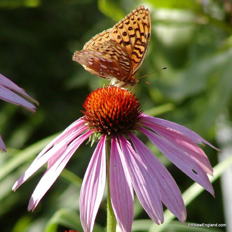 Summer Butterfly1