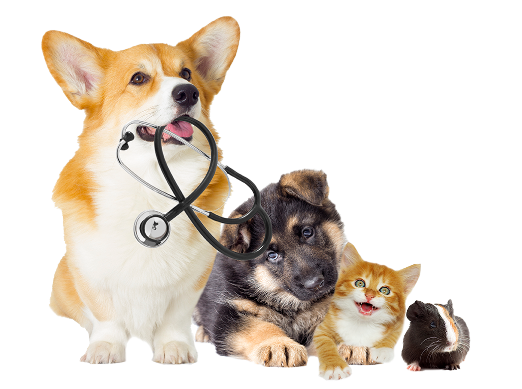NEURO-CARDIO VET - Clínica veterinaria