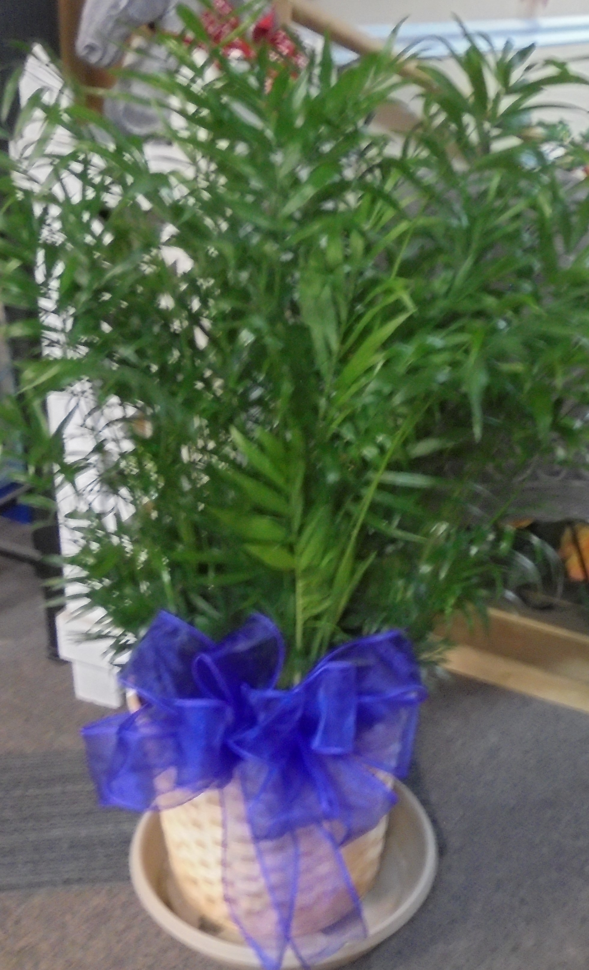 (23)  Palm Plant
$75.00