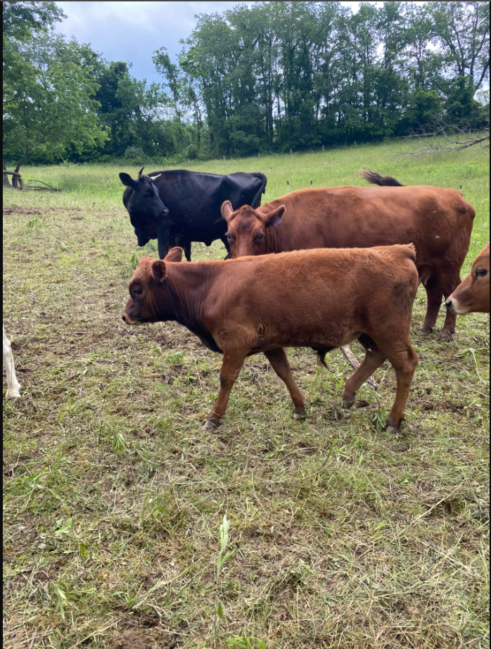 For sale  is Ronan, red bull, polled. 
Born January 6, 2025
PHA and chondrodysplasia  obligate non-carrier, A2/A2
Sire is  Five Star Prince Charles
Dam is Magee Farm Roz
ADCA registration pending.
Price is $1900
https://www.allnatural.farm/dexter-sales
I can deliver for $1.50 per mile.
Clayton McGalla 
cmcgalla@gmail.com