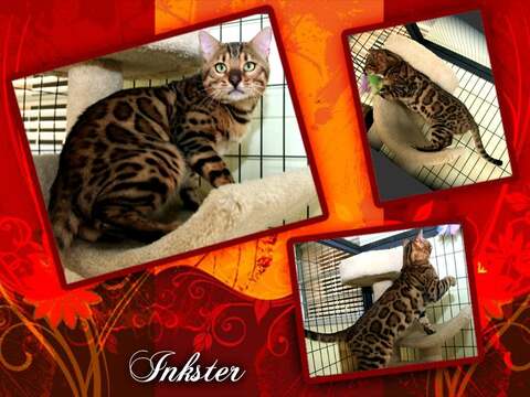 Inkster
