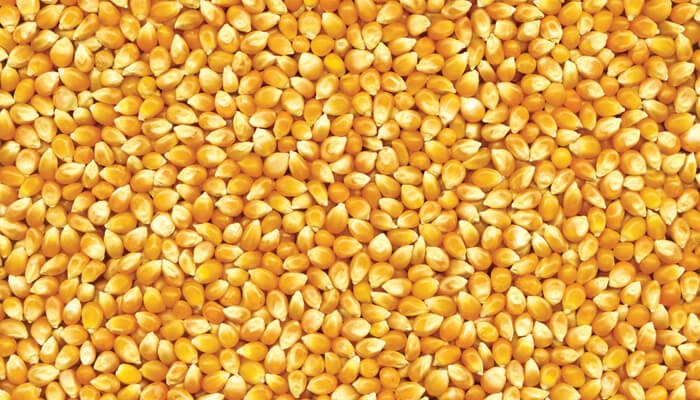 Elotes El Grande - Venta de Elote a Granel