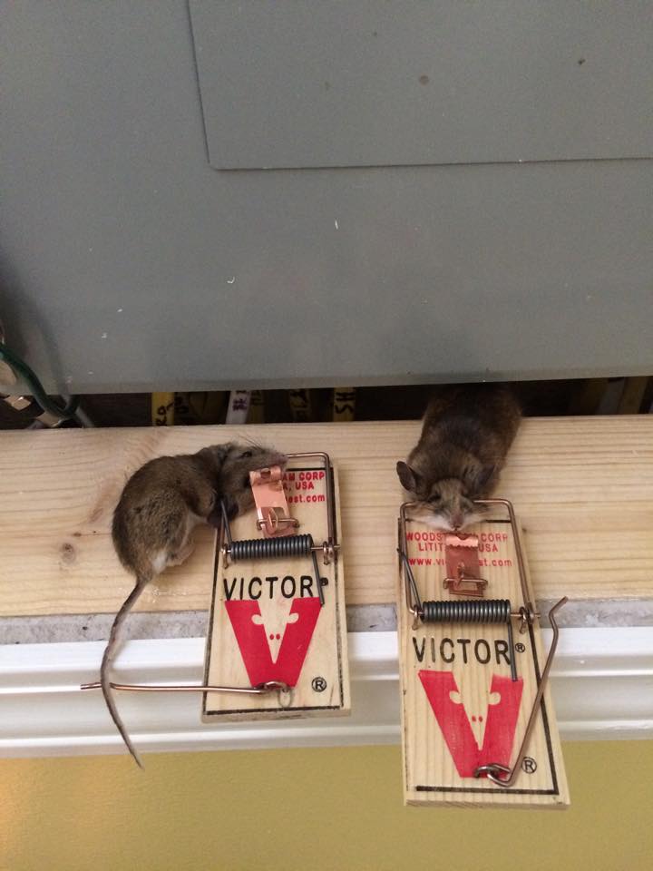 Mouse Removal US