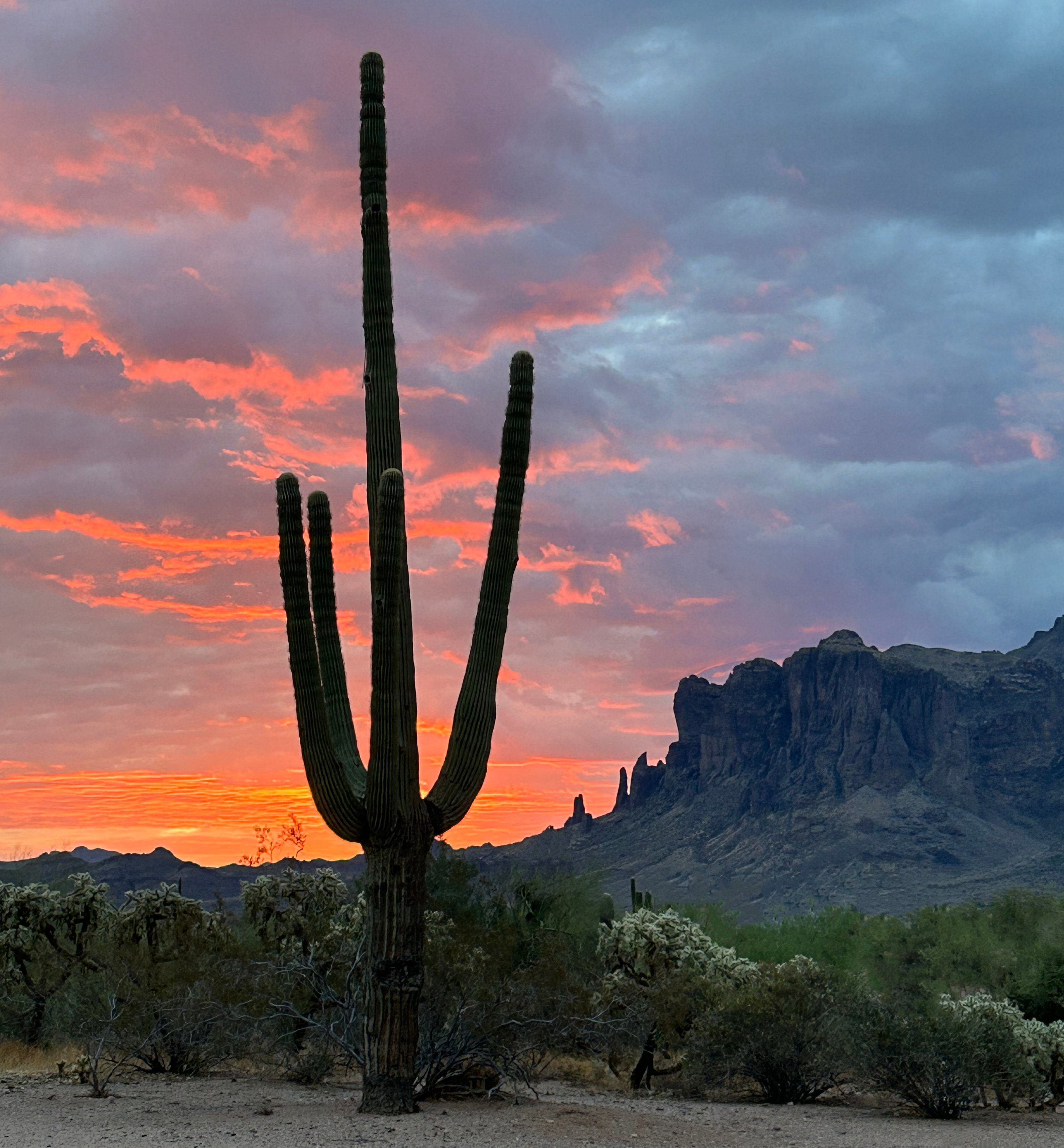 https://0201.nccdn.net/1_2/000/000/189/f7c/arizona-saguaro.jpg