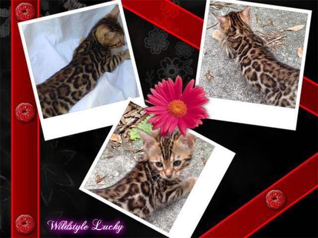 Wildstyle Lucky 