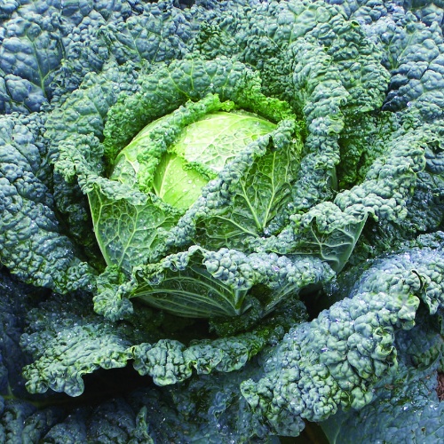 Cabbage Melissa Cabbage Melissa