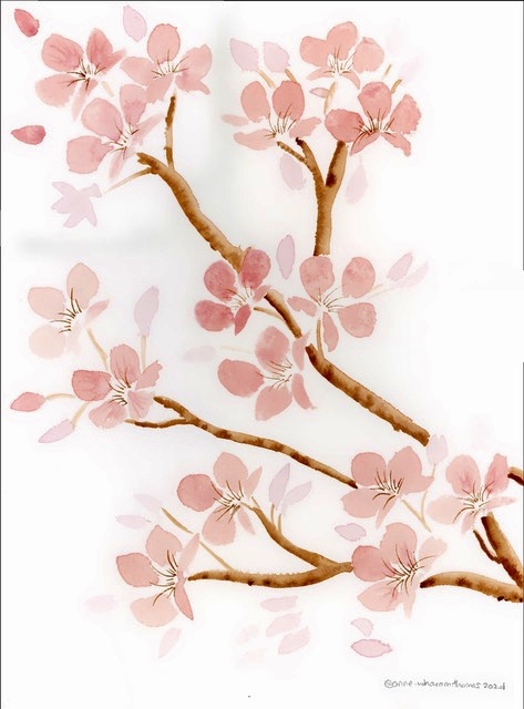 Thomas, Cherry Blossoms II, 12" x 9" WC