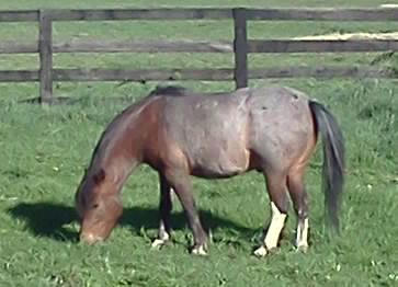 Hunter: He sheds his bay coat, twice a year, which exposes this silverback gorilla look!
