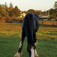 Teddy: At Two Years Old